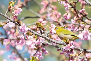 メジロ 代々木公園 2021年2月20日(土)