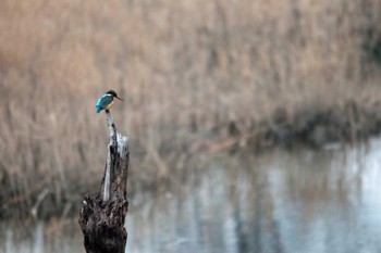 Common Kingfisher Nagahama Park Sun, 3/18/2012