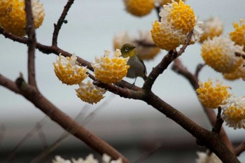 Warbling White-eye Nagahama Park Sun, 3/18/2012