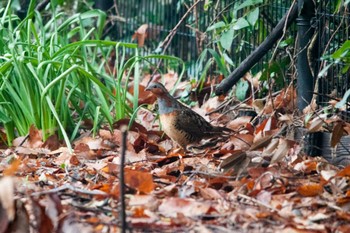 Chinese Bamboo Partridge Nagahama Park Sun, 3/18/2012