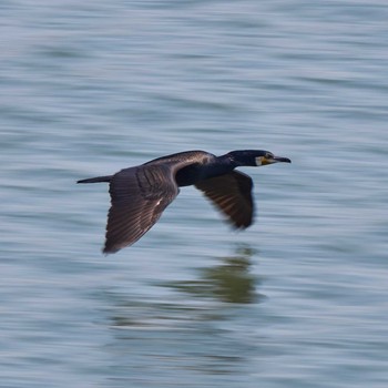 カワウ 京浜島つばさ公園 2020年4月15日(水)