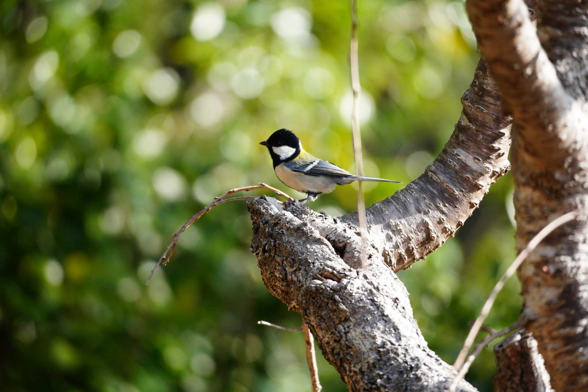 Photo of Japanese Tit at 大阪 by mag84