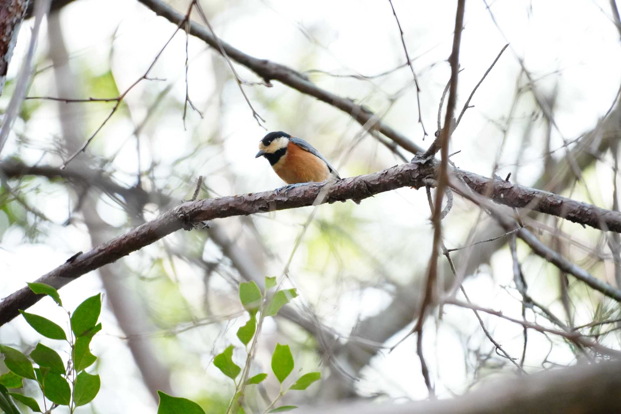 Photo of Varied Tit at 大阪 by mag84