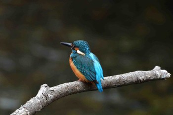 Common Kingfisher Nagahama Park Sat, 3/18/2017