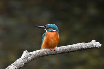 Common Kingfisher Nagahama Park Wed, 3/15/2017