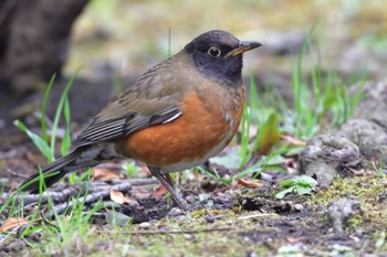 Brown-headed Thrush Nagahama Park Wed, 3/15/2017