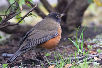 Brown-headed Thrush Nagahama Park Wed, 3/15/2017