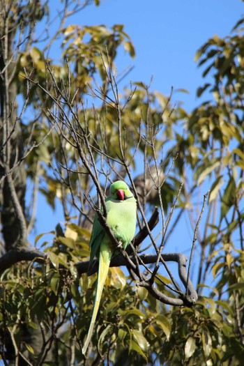 ワカケホンセイインコ 石神井公園 2017年1月27日(金)