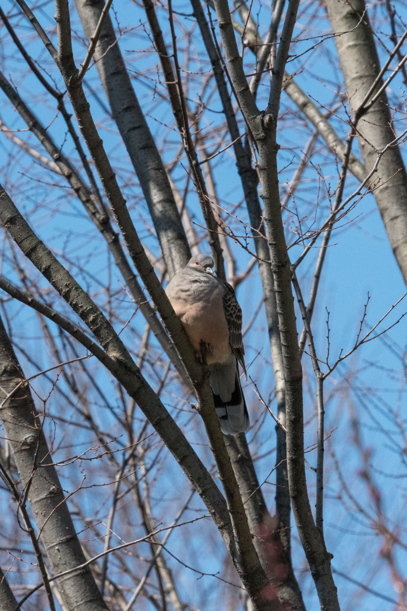 赤羽自然観察公園 キジバトの写真 by pitti72