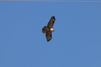 Eastern Buzzard 茨城県 Fri, 1/27/2017