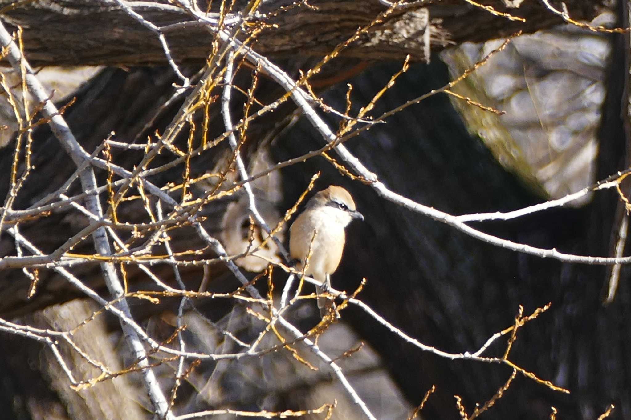 Bull-headed Shrike