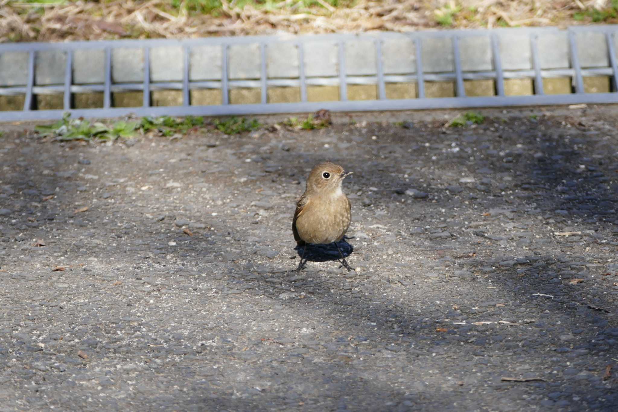 Daurian Redstart