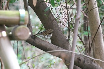 2021年3月7日(日) 中野区立江古田の森公園の野鳥観察記録