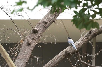 Azure-winged Magpie 中野区立江古田の森公園 Sun, 3/7/2021