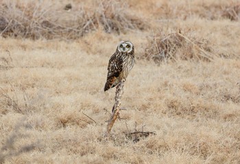 Short-eared Owl 大阪府 Fri, 1/27/2017