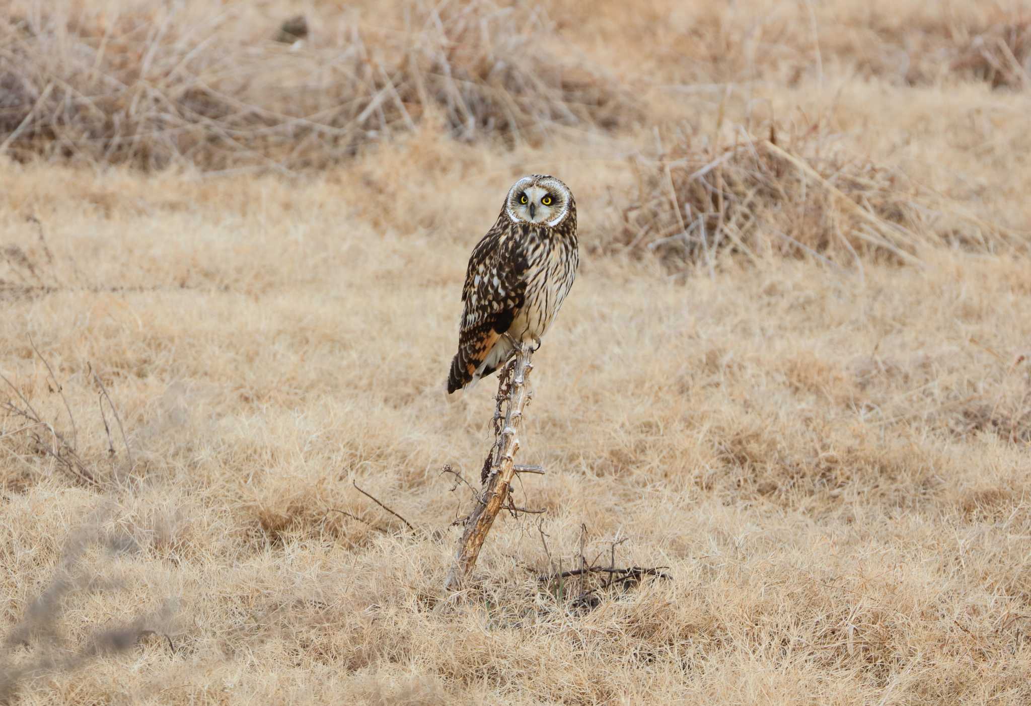 Photo of Short-eared Owl at 大阪府 by アカウント695