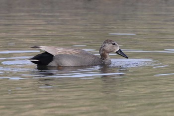 Tue, 3/9/2021 Birding report at Shin-yokohama Park