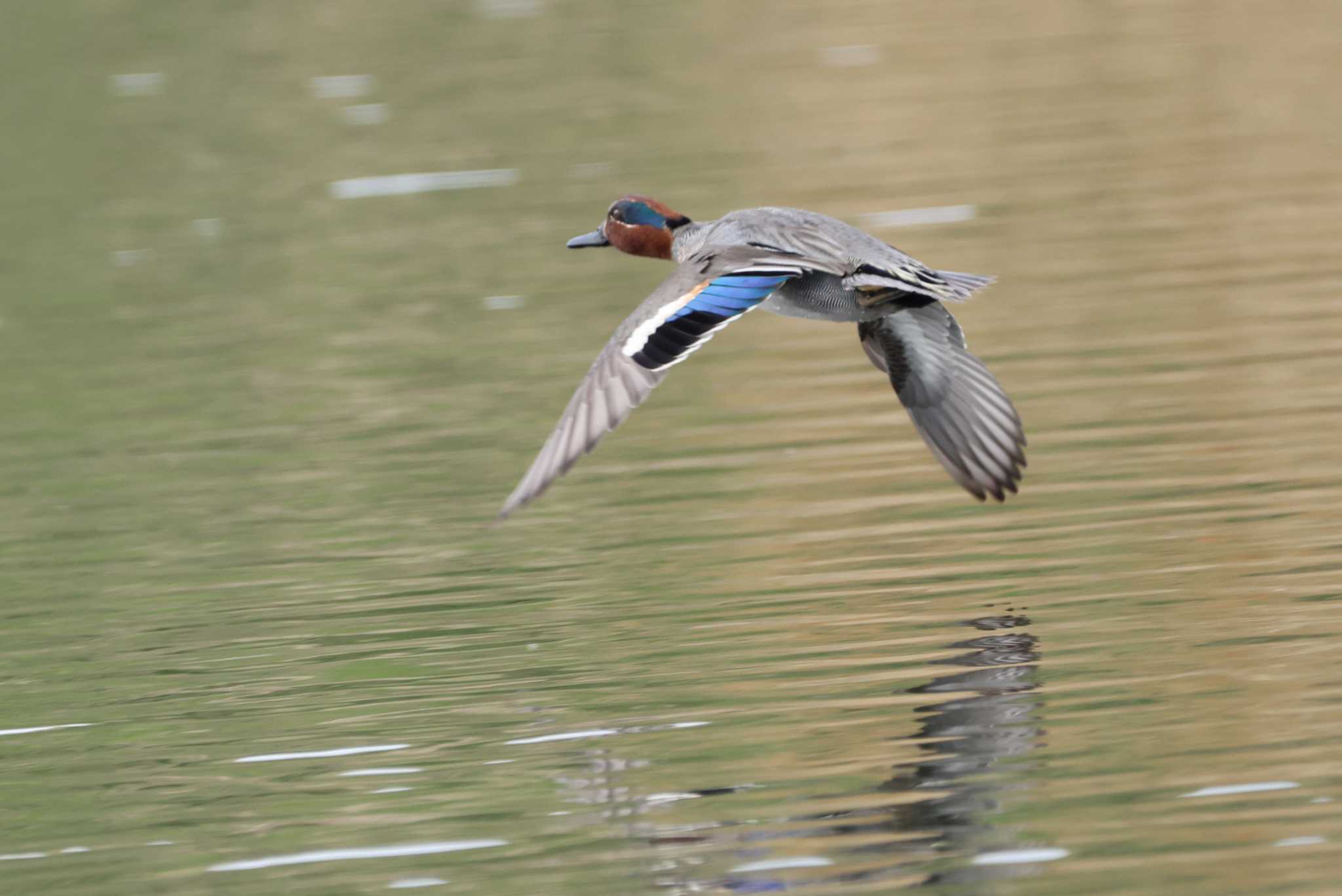 Eurasian Teal