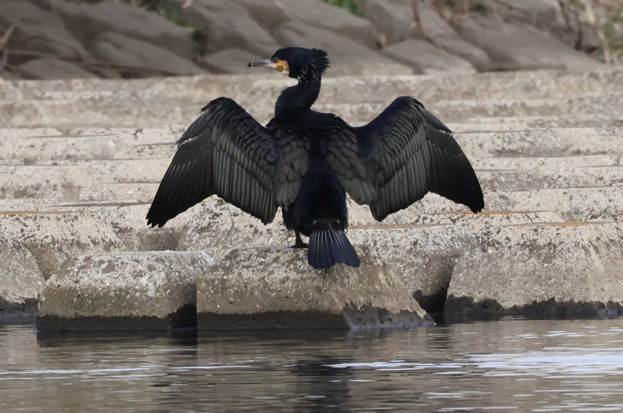 Great Cormorant