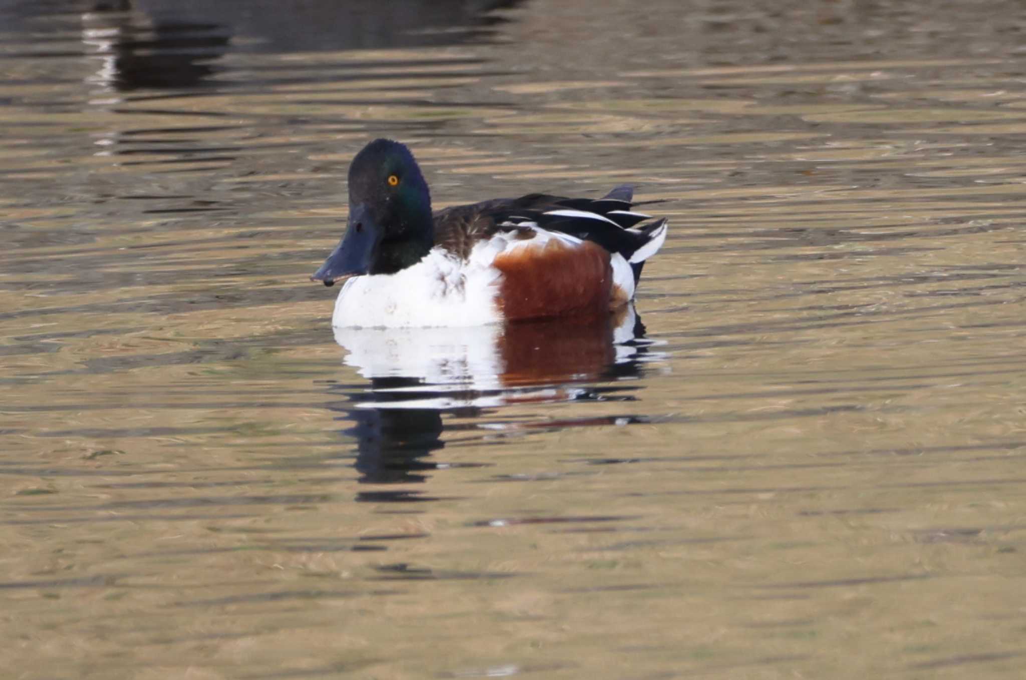 Northern Shoveler