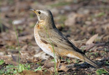 ハチジョウツグミ 埼玉県狭山市 2021年3月4日(木)