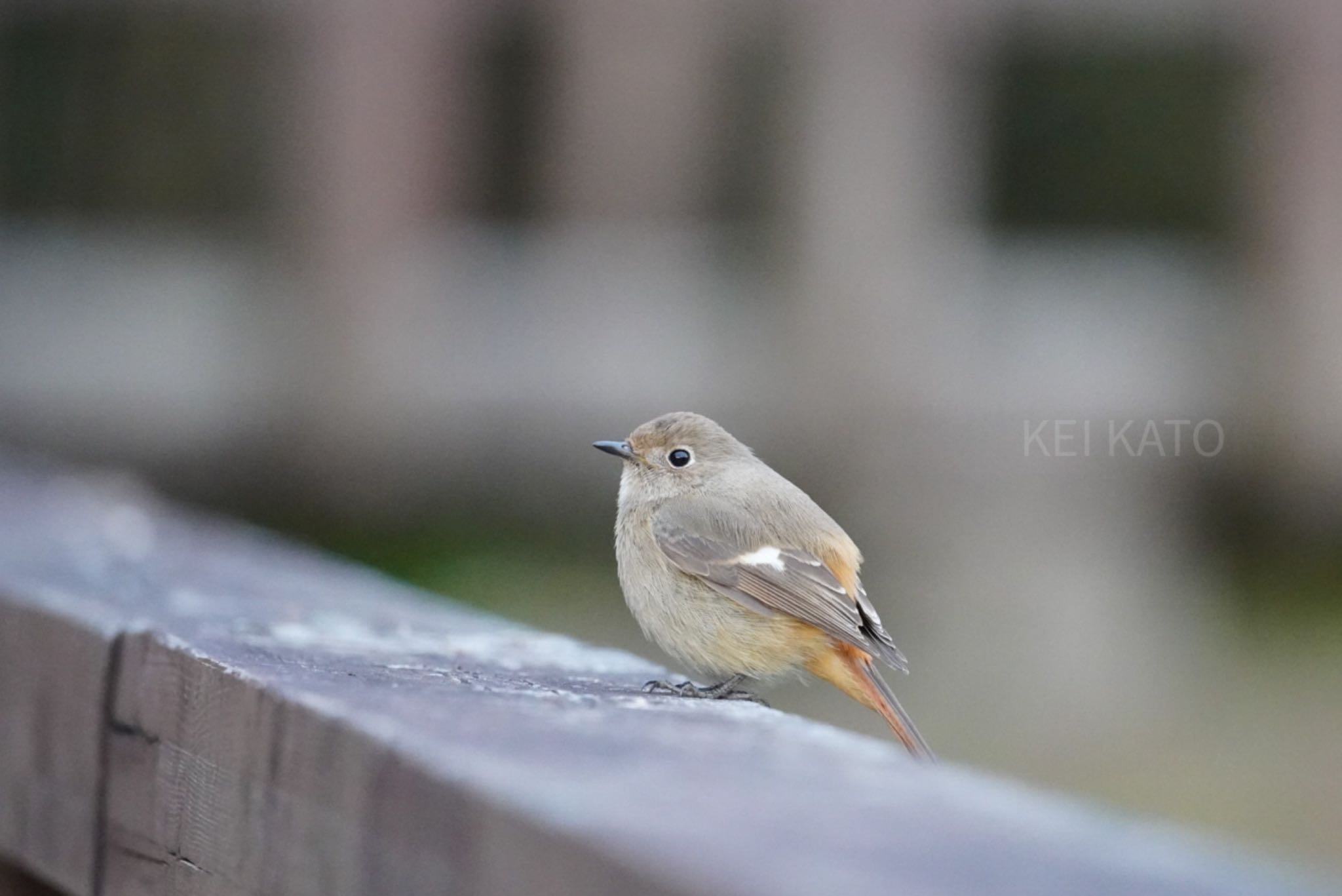 泉の森公園 ジョウビタキの写真 by KEI