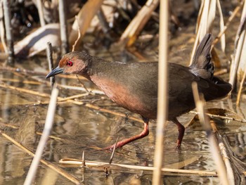 Ruddy-breasted Crake 荒川生物生態園(東京都板橋区) Sun, 1/31/2021