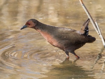 Ruddy-breasted Crake 荒川生物生態園(東京都板橋区) Sun, 1/31/2021