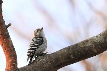 コゲラ 野幌森林公園 2017年4月15日(土)