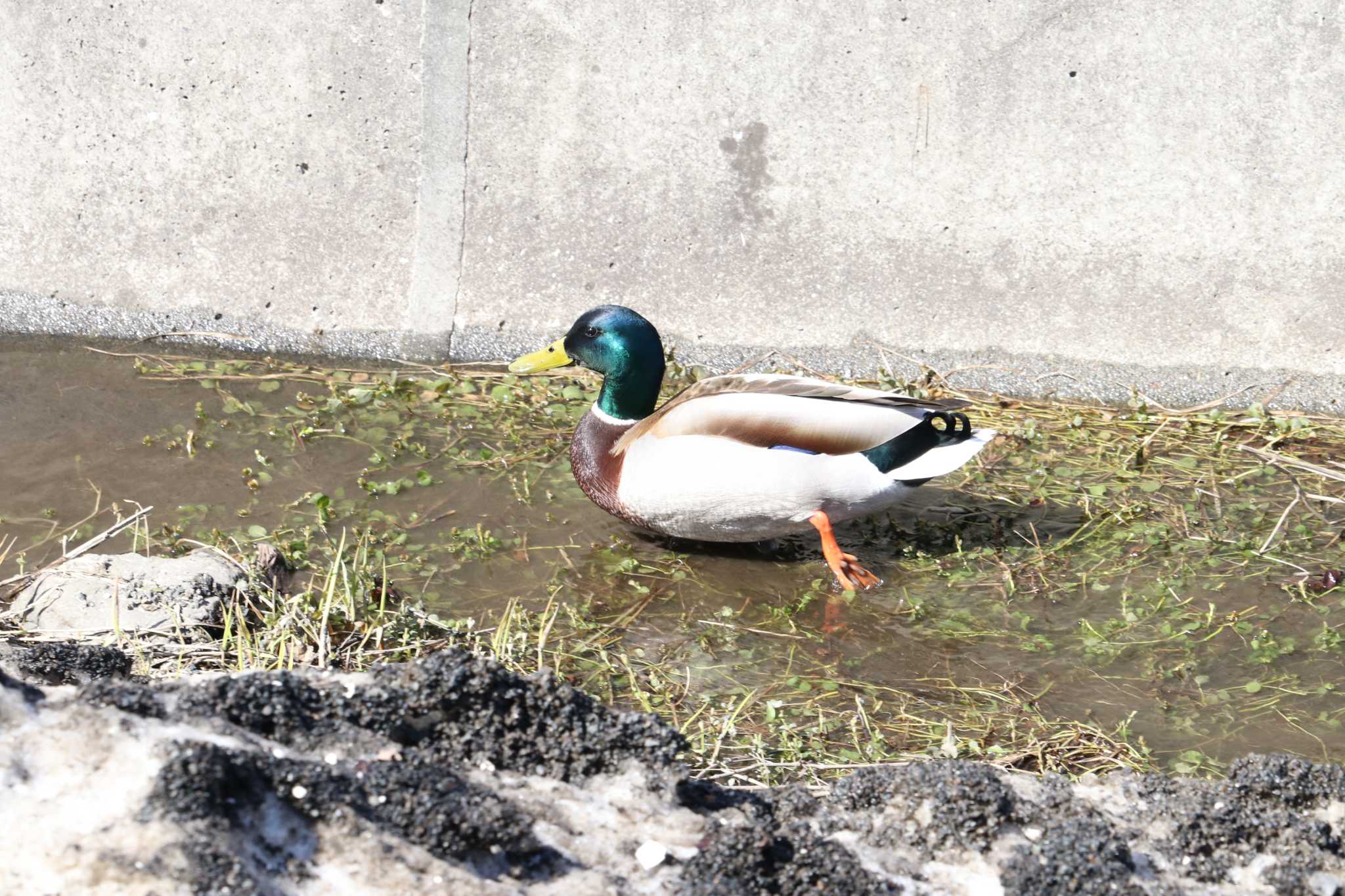 札幌市 マガモの写真 by お散歩記録