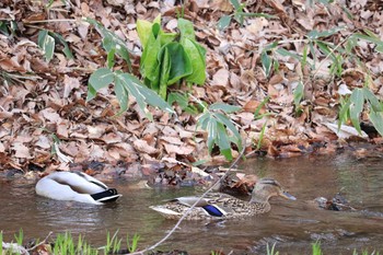 マガモ 平岡公園(札幌市) 2017年4月17日(月)