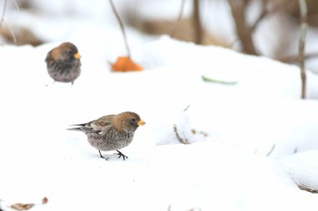 ハギマシコ 岐阜県三田洞 2017年1月27日(金)