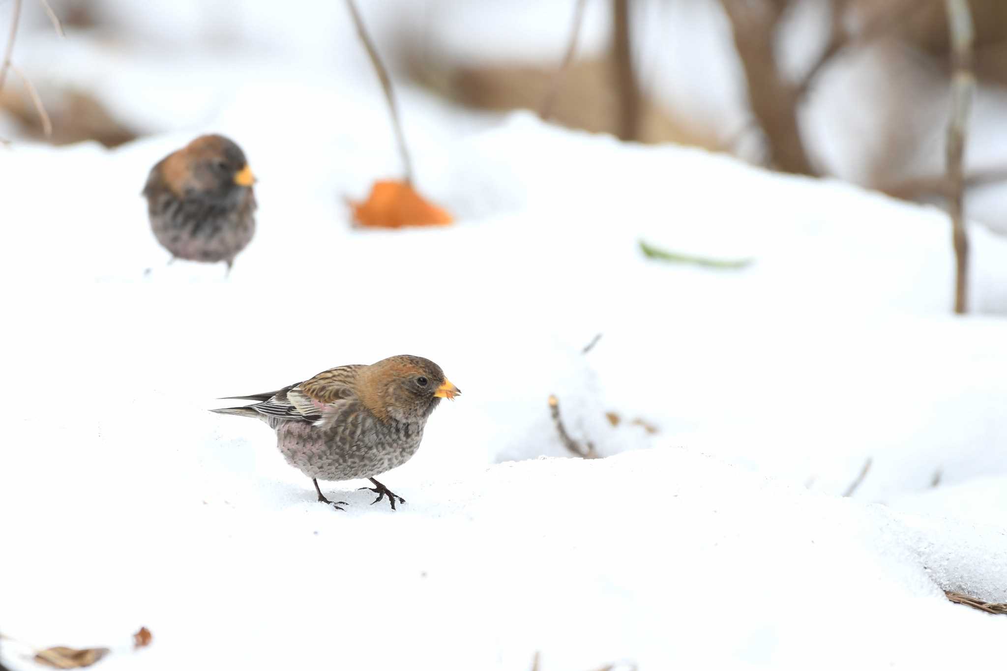 岐阜県三田洞 ハギマシコの写真 by 倶利伽羅