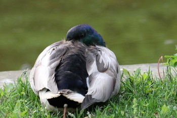 マガモ 前田森林公園(札幌市) 2017年6月9日(金)