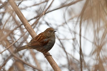 カヤクグリ 岐阜県三田洞 2017年1月27日(金)