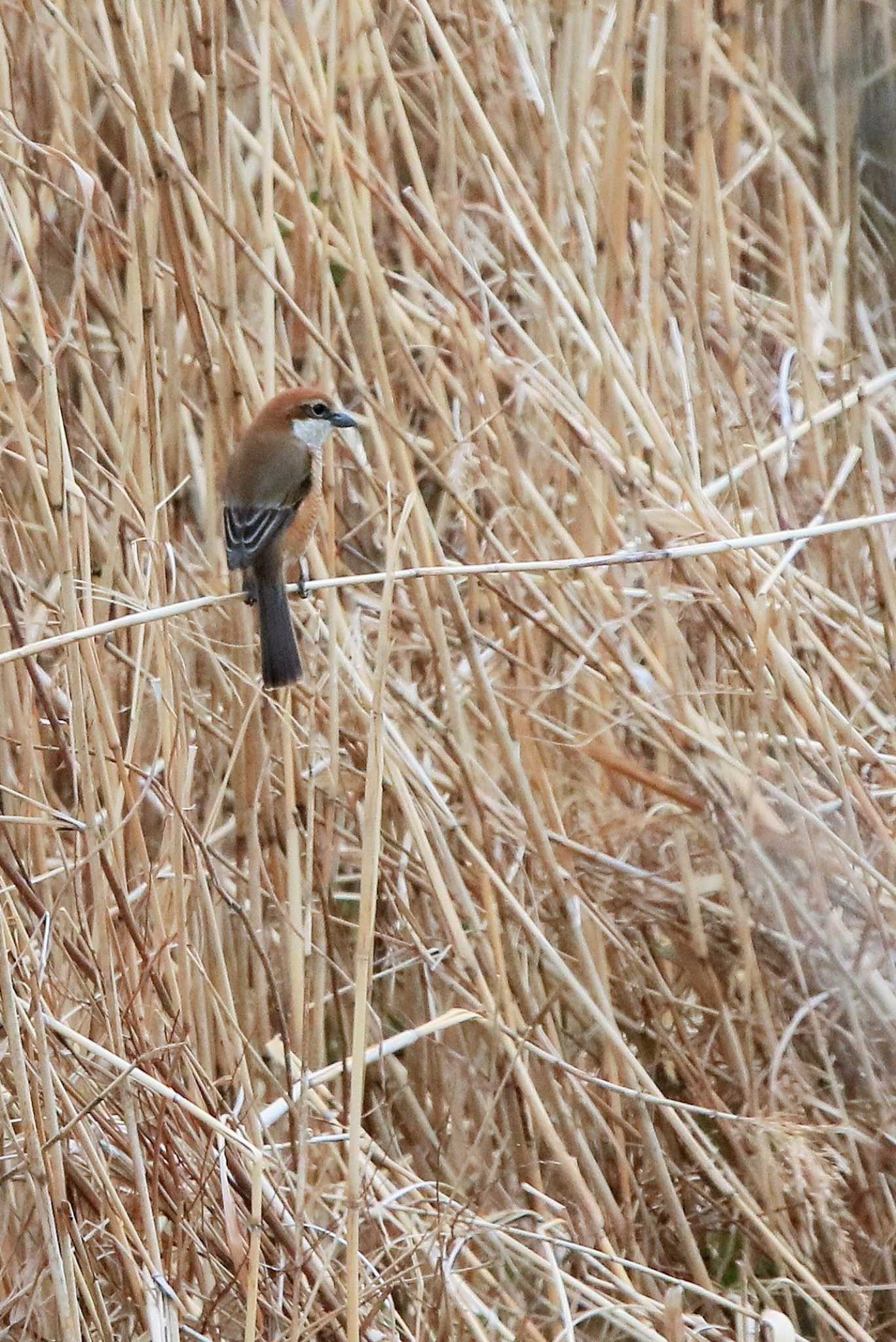 Bull-headed Shrike