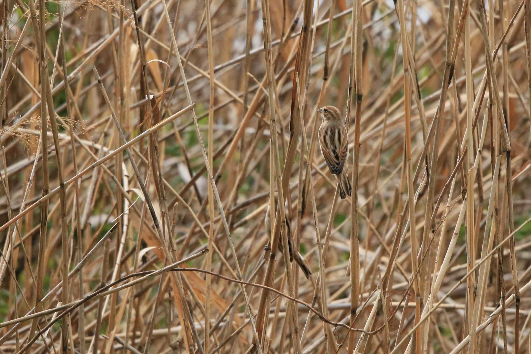 Common Reed Bunting