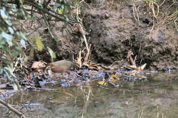 Tue, 3/9/2021 Birding report at Kasai Rinkai Park