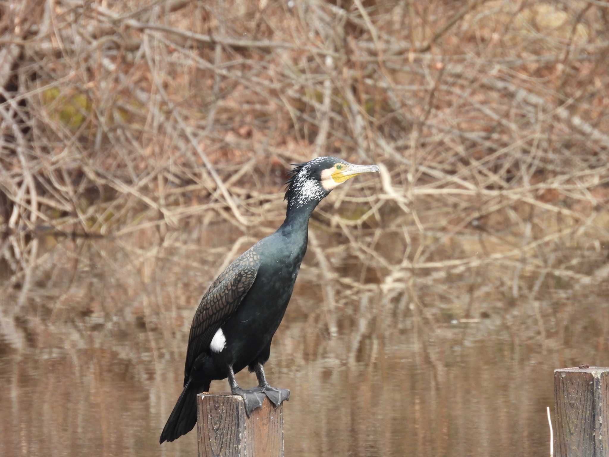 こどもの国(横浜市) カワウの写真 by 旅と野鳥