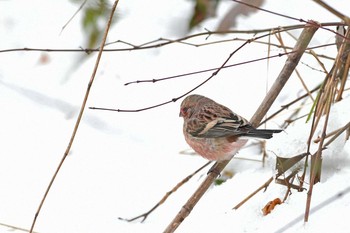 Siberian Long-tailed Rosefinch 岐阜県三田洞 Fri, 1/27/2017