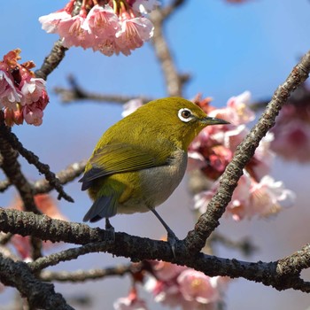 Warbling White-eye Shinjuku Gyoen National Garden Sun, 2/17/2019