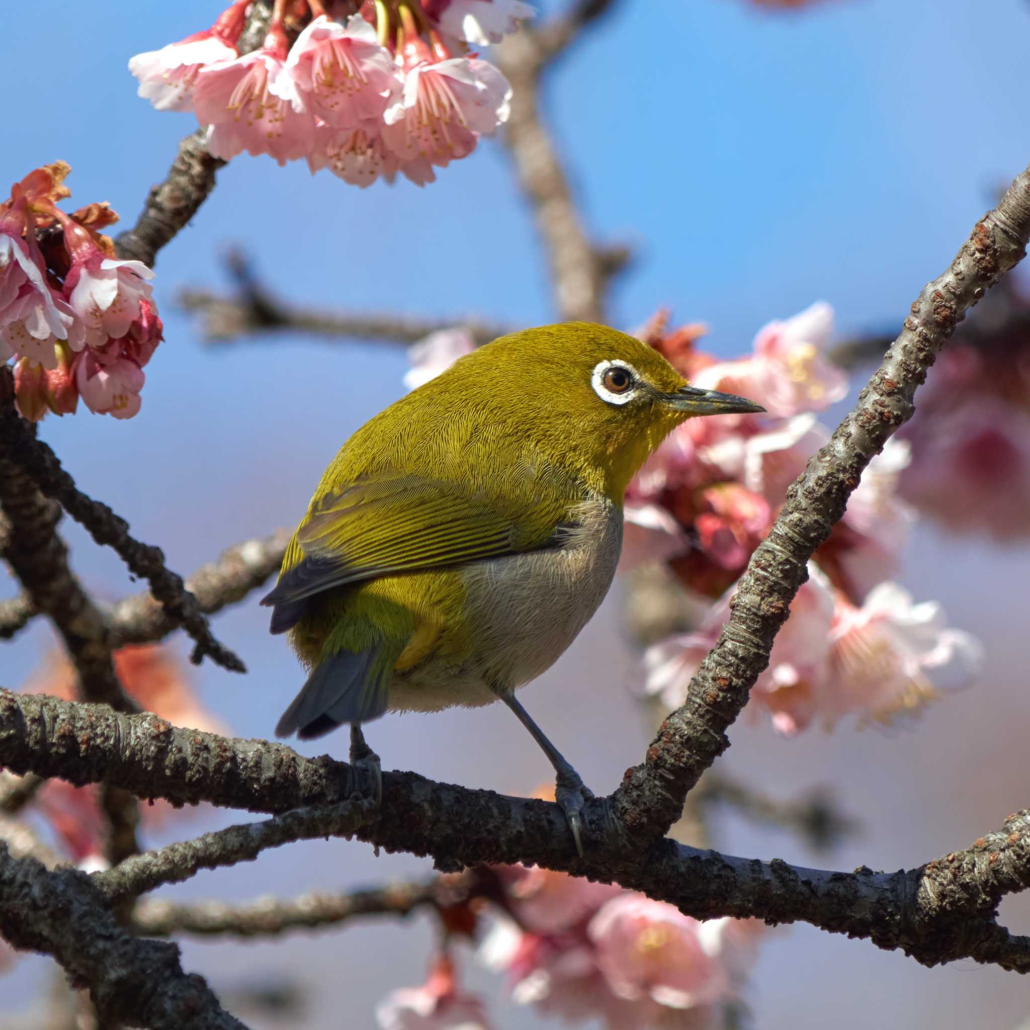 新宿御苑 メジロの写真 by Shinichi.JPN