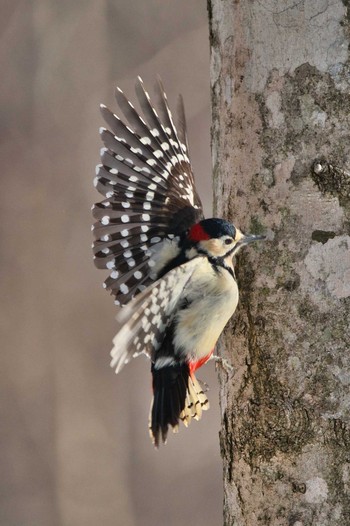 Great Spotted Woodpecker 苫小牧 Tue, 3/9/2021