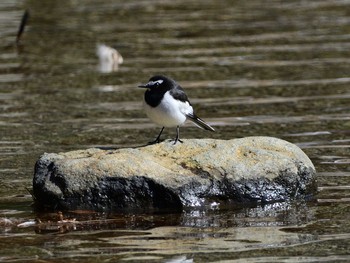 Japanese Wagtail 苫小牧 Tue, 3/9/2021