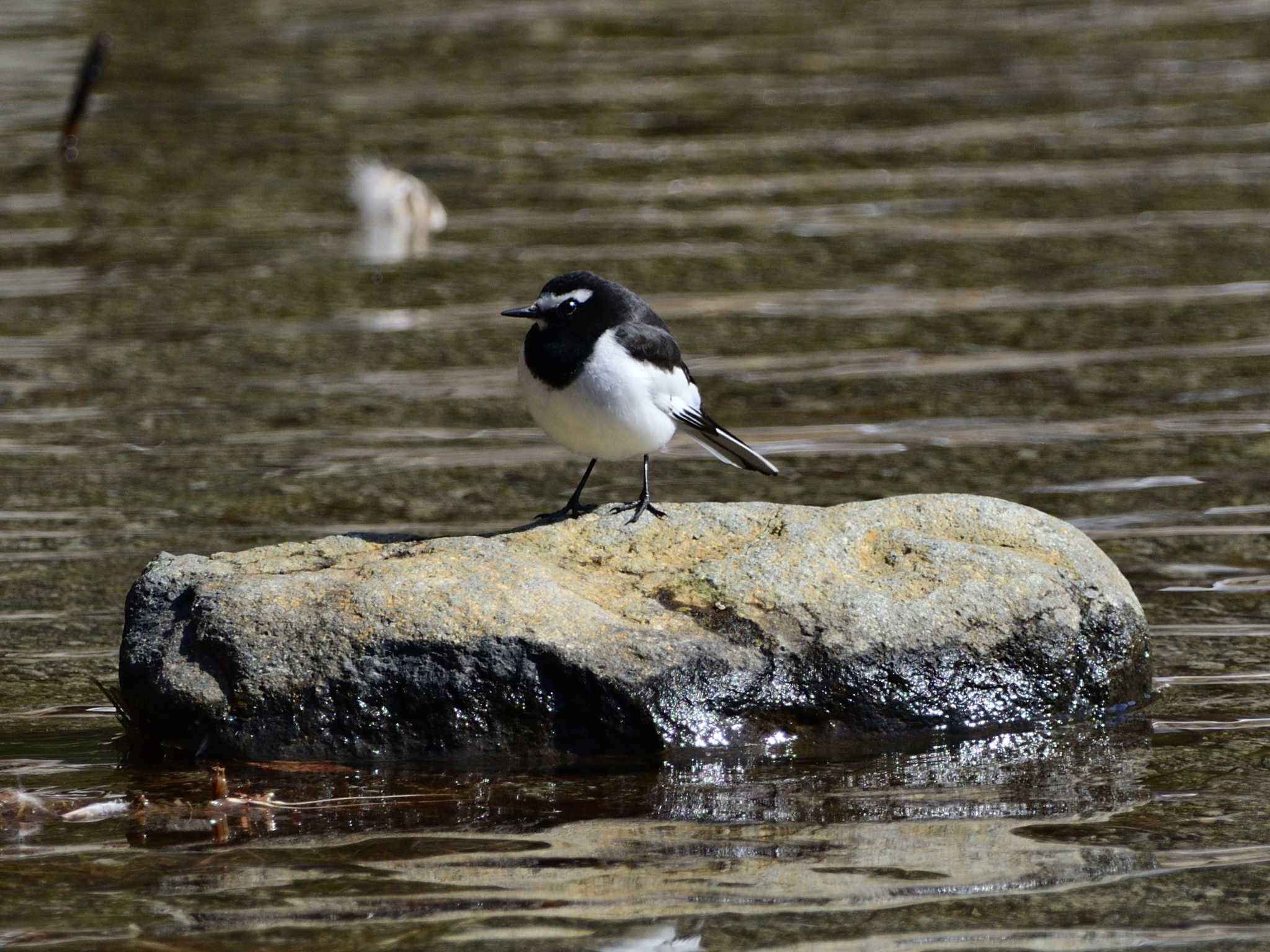 Photo of Japanese Wagtail at 苫小牧 by さいとお