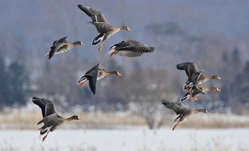 Greater White-fronted Goose 長都沼(千歳市) Tue, 3/9/2021