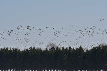 Greater White-fronted Goose 長都沼(千歳市) Tue, 3/9/2021