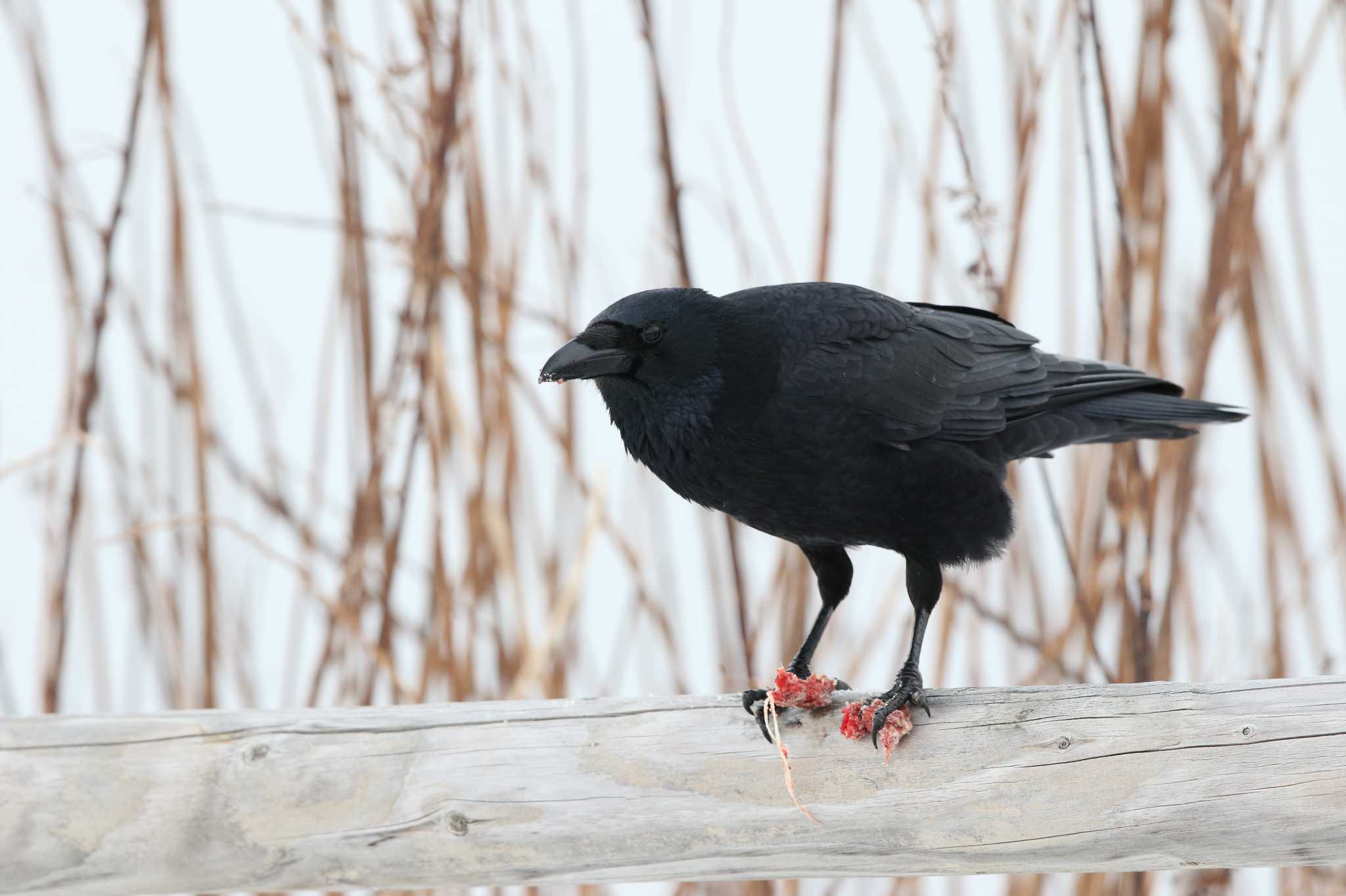 Northern Raven