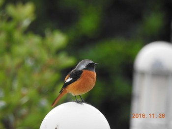 ジョウビタキ 静岡県伊東市　マリンタウン 2016年11月26日(土)