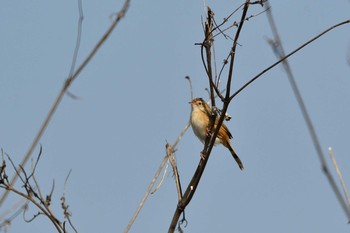 セッカ 岡山県 2021年2月21日(日)